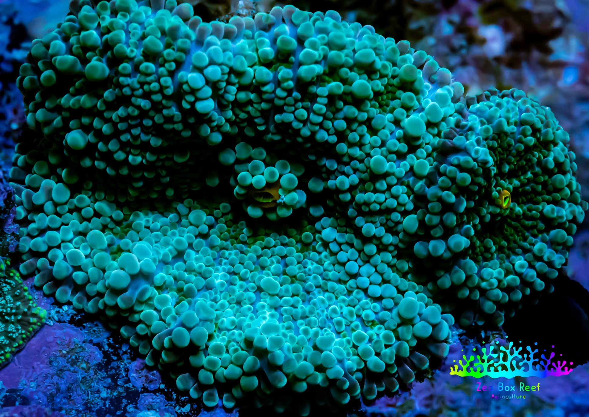 Soft Coral- Ultra Ricordea  WYSIWYG 2cm Soft Coral- Ultra Ricordea  WYSIWYG 2cm Soft Coral Soft Coral- Ultra Ricordea  WYSIWYG 2cm Zeo Box Reef