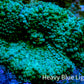 Soft Coral- Ultra Ricordea  WYSIWYG 2cm Soft Coral- Ultra Ricordea  WYSIWYG 2cm Soft Coral Soft Coral- Ultra Ricordea  WYSIWYG 2cm Zeo Box Reef