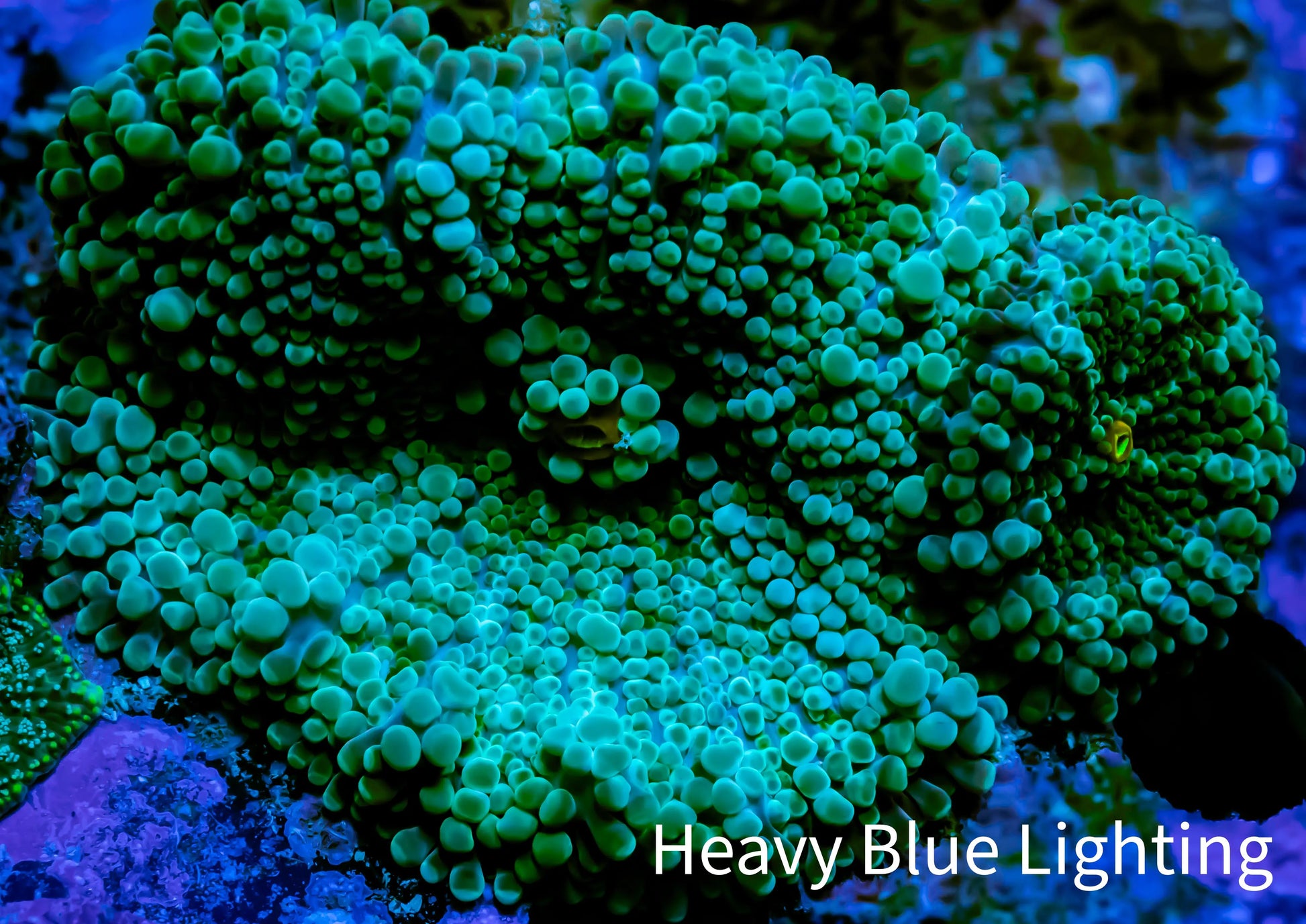 Soft Coral- Ultra Ricordea  WYSIWYG 2cm Soft Coral- Ultra Ricordea  WYSIWYG 2cm Soft Coral Soft Coral- Ultra Ricordea  WYSIWYG 2cm Zeo Box Reef