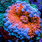 Soft Coral- Ultra Ricordea  WYSIWYG 3cm Soft Coral- Ultra Ricordea  WYSIWYG 3cm Soft Coral Soft Coral- Ultra Ricordea  WYSIWYG 3cm Zeo Box Reef
