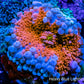 Soft Coral- Ultra Ricordea  WYSIWYG 3cm Soft Coral- Ultra Ricordea  WYSIWYG 3cm Soft Coral Soft Coral- Ultra Ricordea  WYSIWYG 3cm Zeo Box Reef