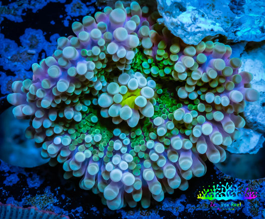 Soft Coral- Ultra Ricordea  WYSIWYG 3cm Soft Coral- Ultra Ricordea  WYSIWYG 3cm Soft Coral Soft Coral- Ultra Ricordea  WYSIWYG 3cm Zeo Box Reef