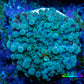 Soft Coral- Ultra Ricordea  WYSIWYG 3cm Soft Coral- Ultra Ricordea  WYSIWYG 3cm Soft Coral Soft Coral- Ultra Ricordea  WYSIWYG 3cm Zeo Box Reef