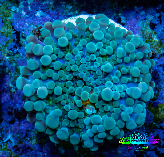 Soft Coral- Ultra Ricordea  WYSIWYG 3cm Soft Coral- Ultra Ricordea  WYSIWYG 3cm Soft Coral Soft Coral- Ultra Ricordea  WYSIWYG 3cm Zeo Box Reef