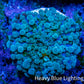 Soft Coral- Ultra Ricordea  WYSIWYG 3cm Soft Coral- Ultra Ricordea  WYSIWYG 3cm Soft Coral Soft Coral- Ultra Ricordea  WYSIWYG 3cm Zeo Box Reef