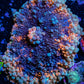 Soft Coral- Ultra  Ricordea  WYSIWYG 5cm Soft Coral- Ultra  Ricordea  WYSIWYG 5cm Soft Coral Soft Coral- Ultra  Ricordea  WYSIWYG 5cm Zeo Box Reef