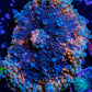 Soft Coral- Ultra  Ricordea  WYSIWYG 5cm Soft Coral- Ultra  Ricordea  WYSIWYG 5cm Soft Coral Soft Coral- Ultra  Ricordea  WYSIWYG 5cm Zeo Box Reef