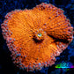 Soft Coral- Ultra Ricordea  WYSIWYG 5cm Soft Coral- Ultra Ricordea  WYSIWYG 5cm Soft Coral Soft Coral- Ultra Ricordea  WYSIWYG 5cm Zeo Box Reef