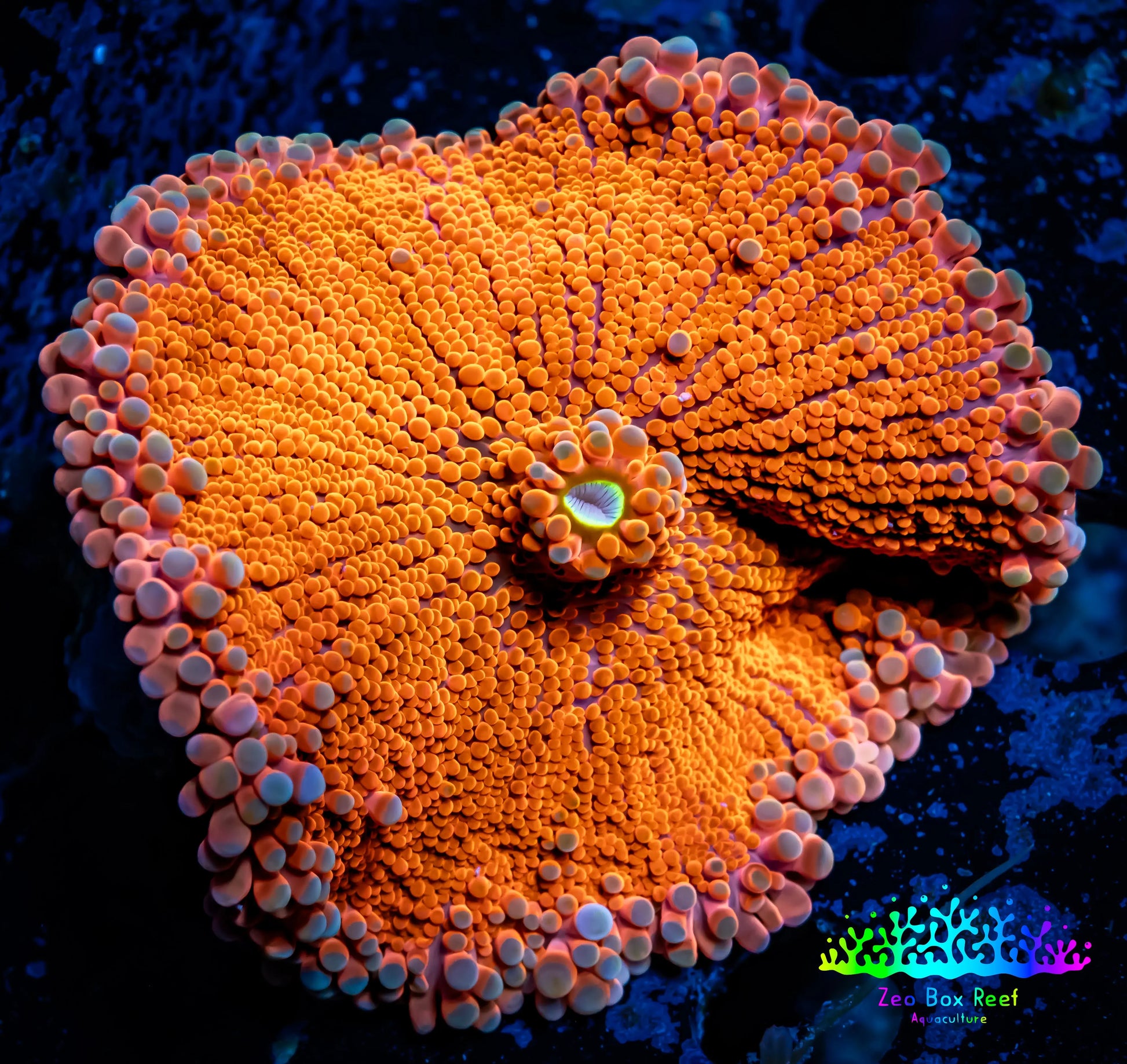 Soft Coral- Ultra Ricordea  WYSIWYG 5cm Soft Coral- Ultra Ricordea  WYSIWYG 5cm Soft Coral Soft Coral- Ultra Ricordea  WYSIWYG 5cm Zeo Box Reef