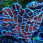 Spider Sponge 7cm  WYSIWYG Spider Sponge 7cm  WYSIWYG Soft Coral Spider Sponge 7cm  WYSIWYG Zeo Box Reef