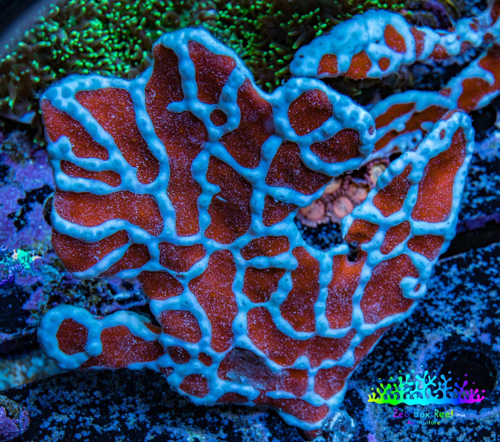 Spider Sponge 7cm  WYSIWYG Spider Sponge 7cm  WYSIWYG Soft Coral Spider Sponge 7cm  WYSIWYG Zeo Box Reef