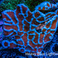 Spider Sponge 7cm  WYSIWYG Spider Sponge 7cm  WYSIWYG Soft Coral Spider Sponge 7cm  WYSIWYG Zeo Box Reef