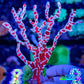 Spider Sponge 7cm Spider Sponge 7cm Soft Coral Spider Sponge 7cm Zeo Box Reef