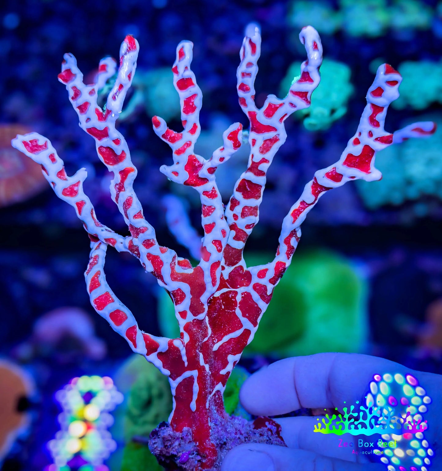 Spider Sponge 7cm Spider Sponge 7cm Soft Coral Spider Sponge 7cm Zeo Box Reef