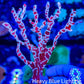 Spider Sponge 7cm Spider Sponge 7cm Soft Coral Spider Sponge 7cm Zeo Box Reef