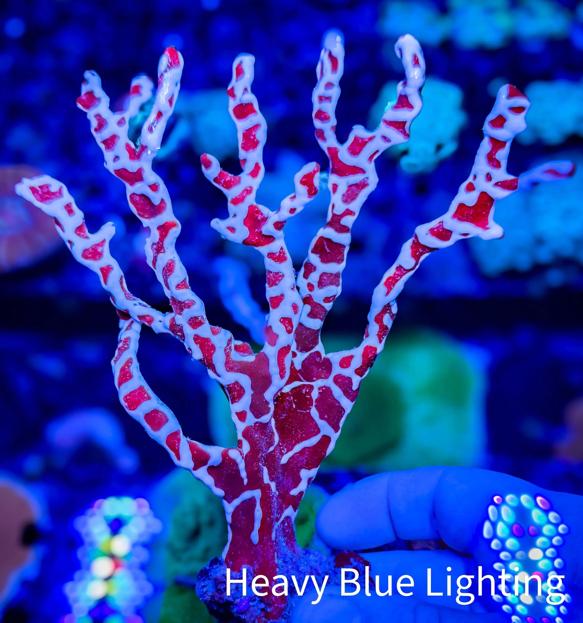 Spider Sponge 7cm Spider Sponge 7cm Soft Coral Spider Sponge 7cm Zeo Box Reef