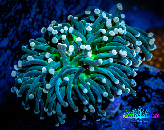 Starlight Torch Coral 6cm WYSIWYG A1R1B1 Starlight Torch Coral 6cm WYSIWYG A1R1B1 LPS Starlight Torch Coral 6cm WYSIWYG A1R1B1 Zeo Box Reef