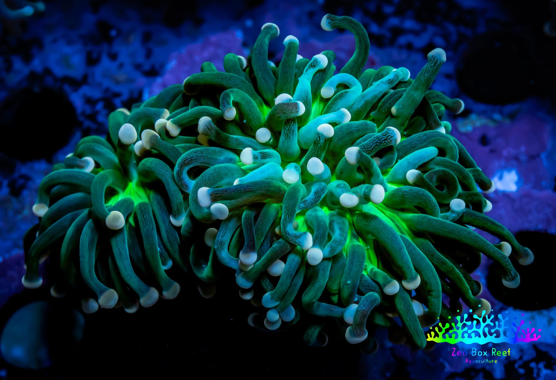 Starlight Torch Coral 6cm WYSIWYG B3R1B1 Starlight Torch Coral 6cm WYSIWYG B3R1B1 LPS Starlight Torch Coral 6cm WYSIWYG B3R1B1 Zeo Box Reef