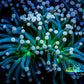 Starlight Torch Coral 8cm WYSIWYG A3R2B1 Starlight Torch Coral 8cm WYSIWYG A3R2B1 LPS Starlight Torch Coral 8cm WYSIWYG A3R2B1 Zeo Box Reef