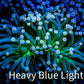 Starlight Torch Coral 8cm WYSIWYG A3R2B1 Starlight Torch Coral 8cm WYSIWYG A3R2B1 LPS Starlight Torch Coral 8cm WYSIWYG A3R2B1 Zeo Box Reef