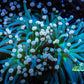 Starlight Torch Coral 9cm WYSIWYG A2 R2B1 Starlight Torch Coral 9cm WYSIWYG A2 R2B1 LPS Starlight Torch Coral 9cm WYSIWYG A2 R2B1 Zeo Box Reef