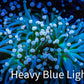 Starlight Torch Coral 9cm WYSIWYG A2 R2B1 Starlight Torch Coral 9cm WYSIWYG A2 R2B1 LPS Starlight Torch Coral 9cm WYSIWYG A2 R2B1 Zeo Box Reef