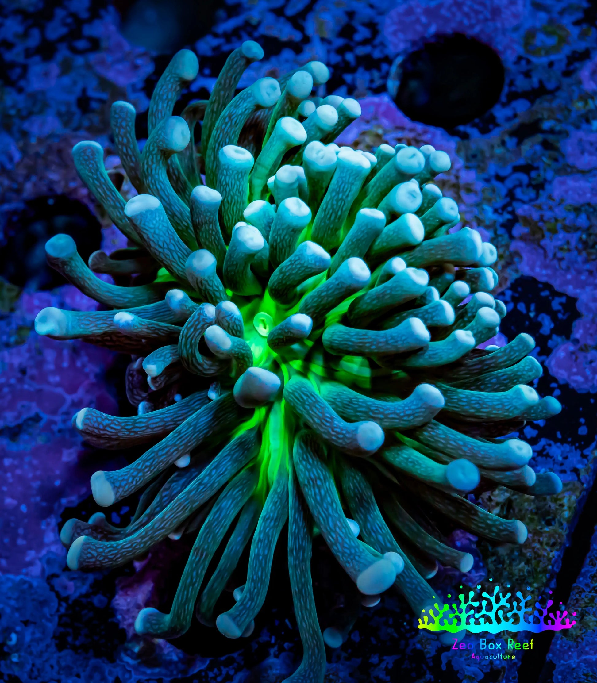 Starlight Torch Coral Frag WYSIWYG 4cm Starlight Torch Coral Frag WYSIWYG 4cm LPS Starlight Torch Coral Frag WYSIWYG 4cm Zeo Box Reef