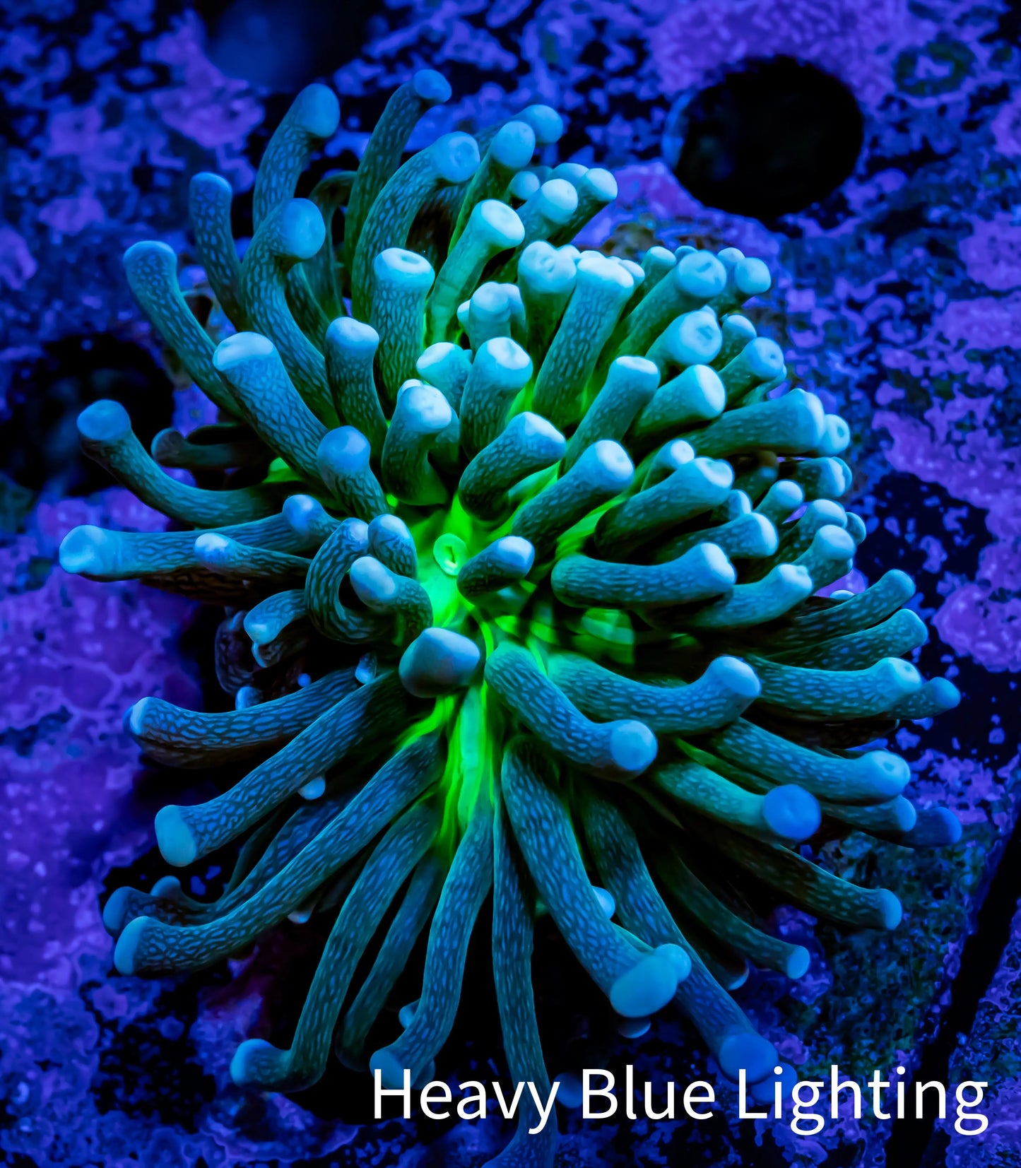 Starlight Torch Coral Frag WYSIWYG 4cm Starlight Torch Coral Frag WYSIWYG 4cm LPS Starlight Torch Coral Frag WYSIWYG 4cm Zeo Box Reef