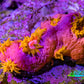 Sun Coral Frag Sun Coral Frag LPS Coral Sun Coral Frag Zeo Box Reef