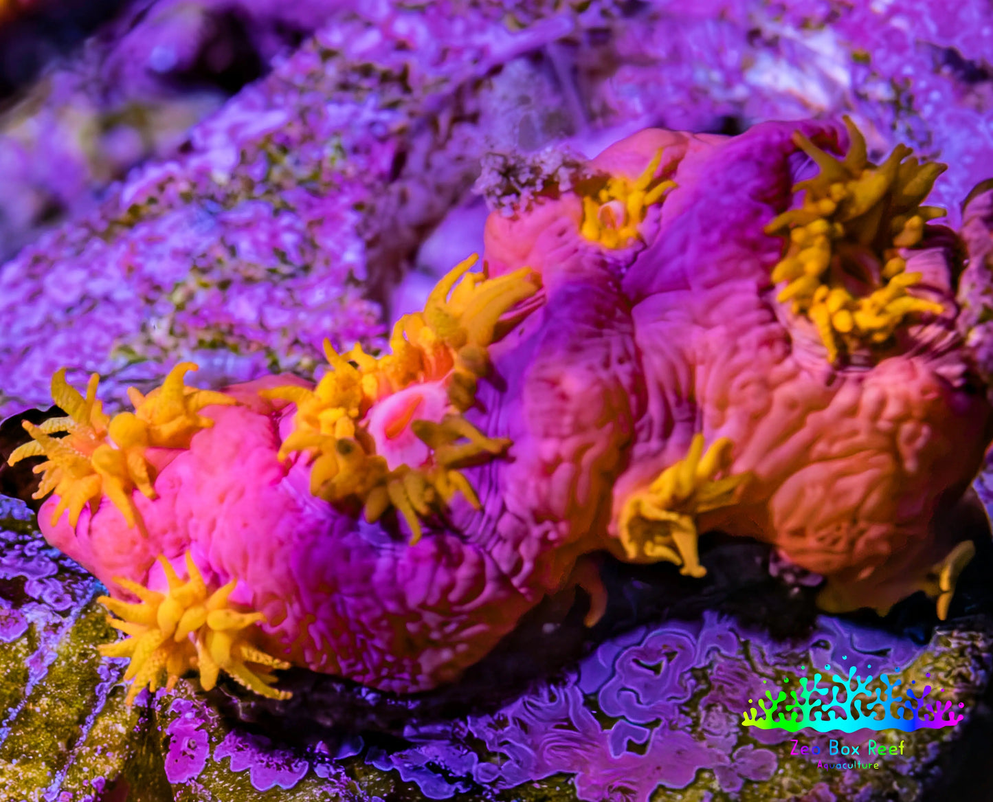 Sun Coral Frag Sun Coral Frag LPS Coral Sun Coral Frag Zeo Box Reef
