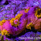 Sun Coral Frag Sun Coral Frag LPS Coral Sun Coral Frag Zeo Box Reef