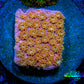 Sunset ☀️  Bernardpora Coral -  Freg WYSIWYG B2R2B1 Sunset ☀️  Bernardpora Coral -  Freg WYSIWYG B2R2B1 Animals & Pet Supplies Sunset ☀️  Bernardpora Coral -  Freg WYSIWYG B2R2B1 Zeo Box Reef
