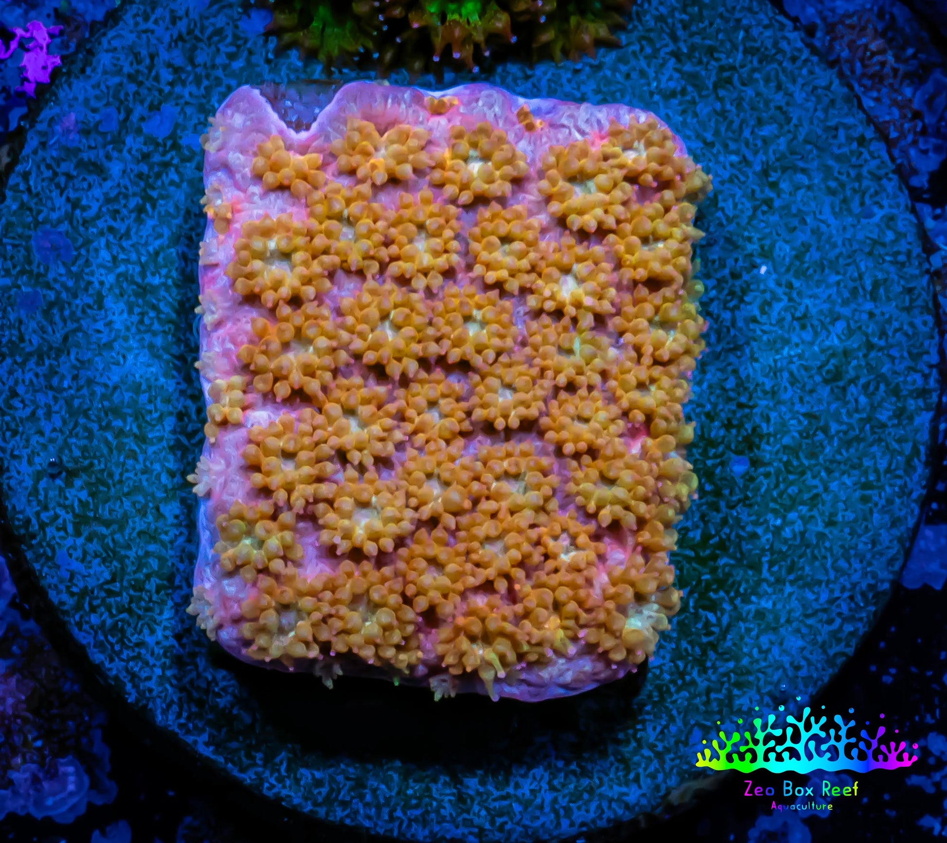 Sunset ☀️  Bernardpora Coral -  Freg WYSIWYG B2R2B1 Sunset ☀️  Bernardpora Coral -  Freg WYSIWYG B2R2B1 Animals & Pet Supplies Sunset ☀️  Bernardpora Coral -  Freg WYSIWYG B2R2B1 Zeo Box Reef