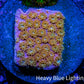 Sunset ☀️  Bernardpora Coral -  Freg WYSIWYG B2R2B1 Sunset ☀️  Bernardpora Coral -  Freg WYSIWYG B2R2B1 Animals & Pet Supplies Sunset ☀️  Bernardpora Coral -  Freg WYSIWYG B2R2B1 Zeo Box Reef