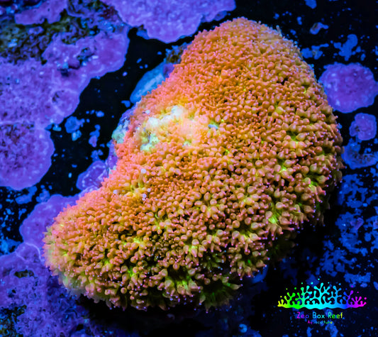 Sunset ☀️  Bernardpora Coral -  Freg WYSIWYG C1R2B1 Sunset ☀️  Bernardpora Coral -  Freg WYSIWYG C1R2B1 Animals & Pet Supplies Sunset ☀️  Bernardpora Coral -  Freg WYSIWYG C1R2B1 Zeo Box Reef