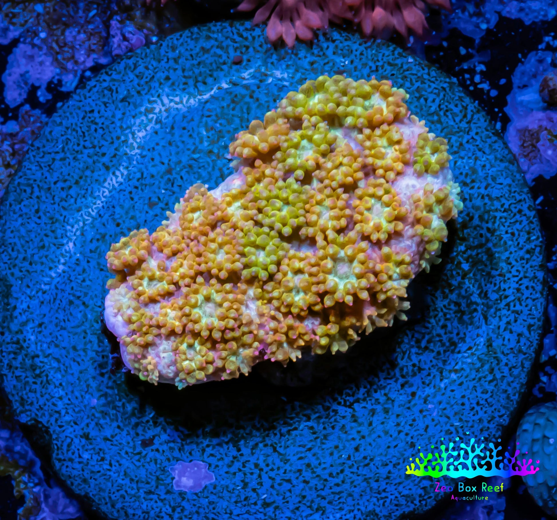 Sunset ☀️  Bernardpora Coral -  Freg WYSIWYG Sunset ☀️  Bernardpora Coral -  Freg WYSIWYG Animals & Pet Supplies Sunset ☀️  Bernardpora Coral -  Freg WYSIWYG Zeo Box Reef