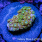 Sunset ☀️  Bernardpora Coral -  Freg WYSIWYG Sunset ☀️  Bernardpora Coral -  Freg WYSIWYG Animals & Pet Supplies Sunset ☀️  Bernardpora Coral -  Freg WYSIWYG Zeo Box Reef