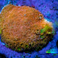 Sunset ☀️  Bernardpora Coral -  Freg WYSIWYG Sunset ☀️  Bernardpora Coral -  Freg WYSIWYG Animals & Pet Supplies Sunset ☀️  Bernardpora Coral -  Freg WYSIWYG Zeo Box Reef
