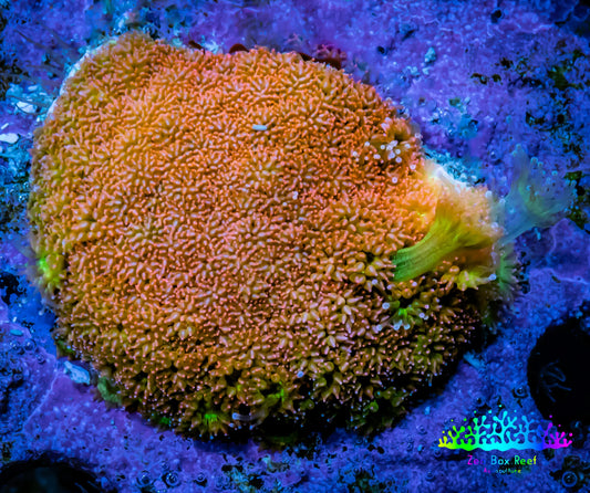 Sunset ☀️  Bernardpora Coral -  Freg WYSIWYG Sunset ☀️  Bernardpora Coral -  Freg WYSIWYG Animals & Pet Supplies Sunset ☀️  Bernardpora Coral -  Freg WYSIWYG Zeo Box Reef