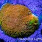 Sunset ☀️  Bernardpora Coral -  Freg WYSIWYG Sunset ☀️  Bernardpora Coral -  Freg WYSIWYG Animals & Pet Supplies Sunset ☀️  Bernardpora Coral -  Freg WYSIWYG Zeo Box Reef