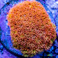Sunset ☀️  Bernardpora Coral -  Freg Sunset ☀️  Bernardpora Coral -  Freg Animals & Pet Supplies Sunset ☀️  Bernardpora Coral -  Freg Zeo Box Reef