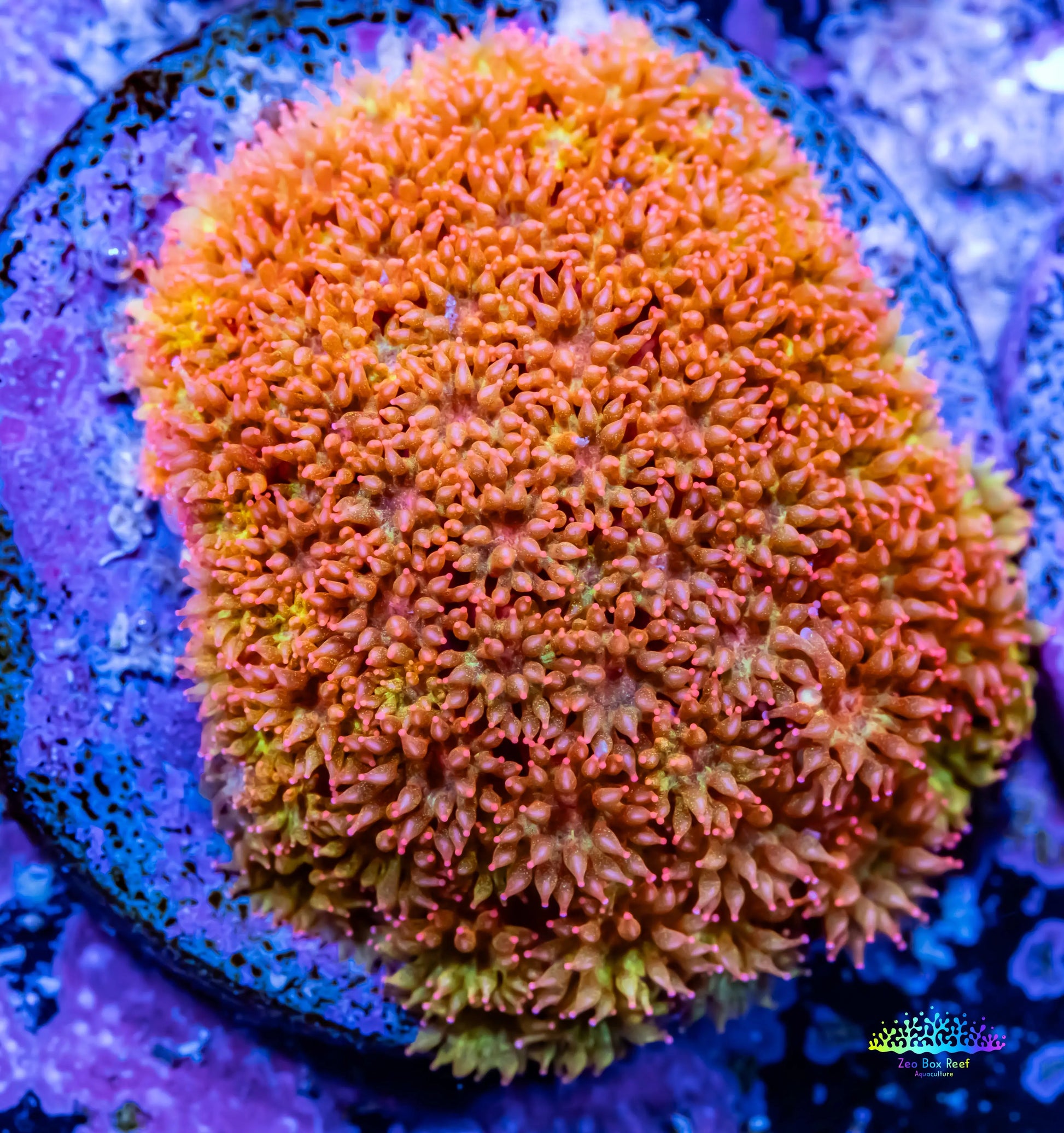 Sunset ☀️ Bernardpora Coral - Freg Sunset ☀️ Bernardpora Coral - Freg ...