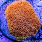 Sunset ☀️  Bernardpora Coral -  Freg Sunset ☀️  Bernardpora Coral -  Freg Animals & Pet Supplies Sunset ☀️  Bernardpora Coral -  Freg Zeo Box Reef