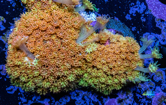 Sunset ☀️  Bernardpora Coral -  Freg Sunset ☀️  Bernardpora Coral -  Freg Animals & Pet Supplies Sunset ☀️  Bernardpora Coral -  Freg Zeo Box Reef