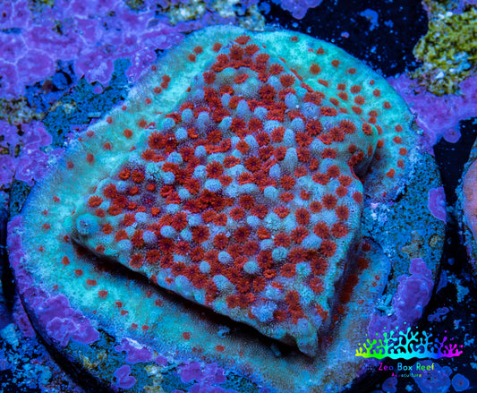 Superman Montipora Frag WYSIWYG Superman Montipora Frag WYSIWYG SPS Superman Montipora Frag WYSIWYG Zeo Box Reef