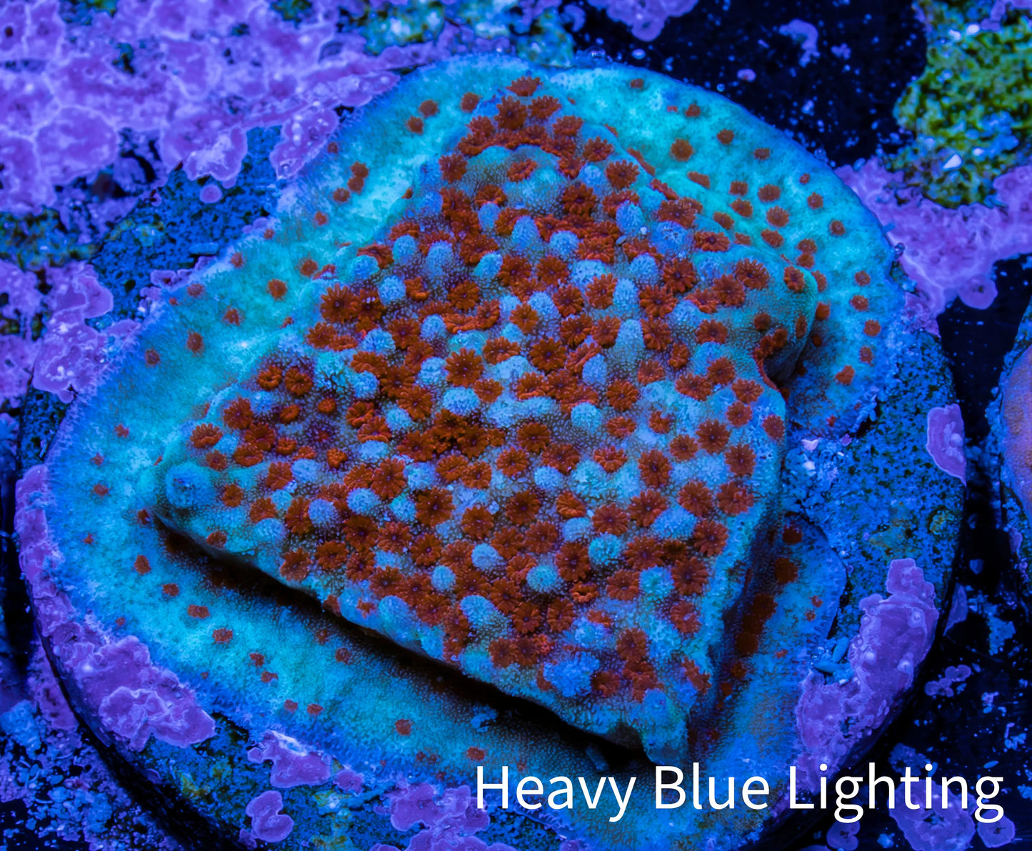 Superman Montipora Frag WYSIWYG Superman Montipora Frag WYSIWYG SPS Superman Montipora Frag WYSIWYG Zeo Box Reef