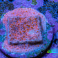 Superman Montipora WYSIWYG Frag Superman Montipora WYSIWYG Frag SPS Superman Montipora WYSIWYG Frag Zeo Box Reef