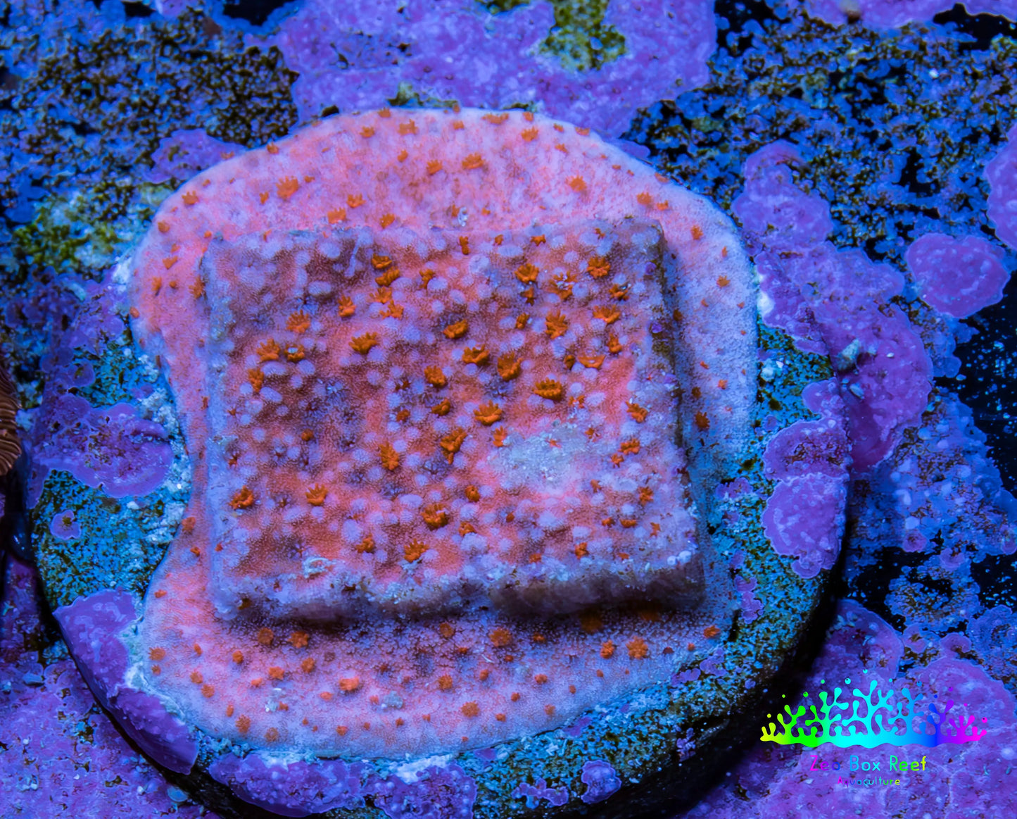 Superman Montipora WYSIWYG Frag Superman Montipora WYSIWYG Frag SPS Superman Montipora WYSIWYG Frag Zeo Box Reef
