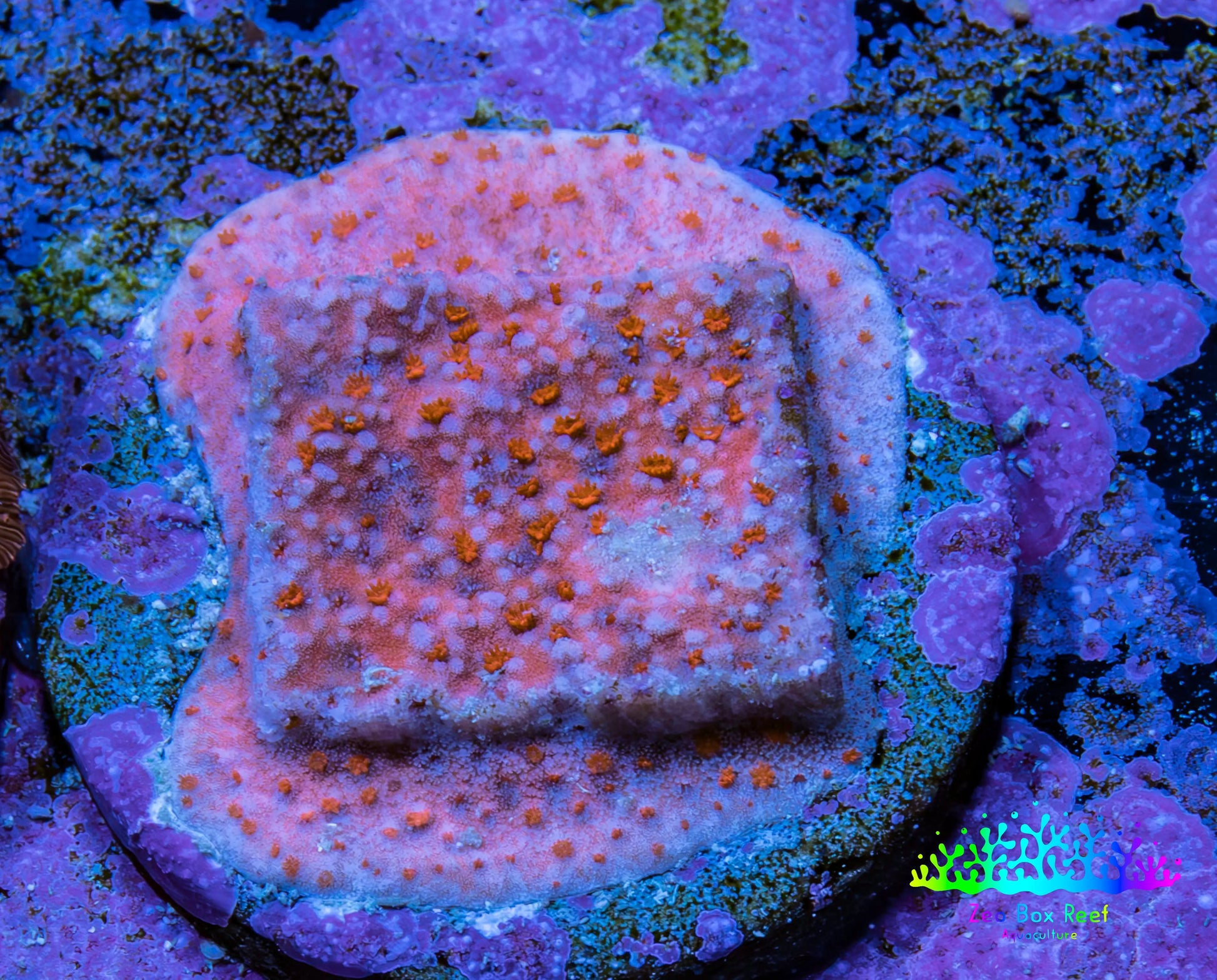 Superman Montipora WYSIWYG Frag Superman Montipora WYSIWYG Frag SPS Superman Montipora WYSIWYG Frag Zeo Box Reef