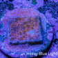 Superman Montipora WYSIWYG Frag Superman Montipora WYSIWYG Frag SPS Superman Montipora WYSIWYG Frag Zeo Box Reef